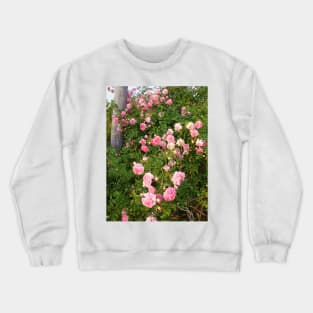 Dorothy Perkins Vintage Rambling Pink Rose Photo Crewneck Sweatshirt